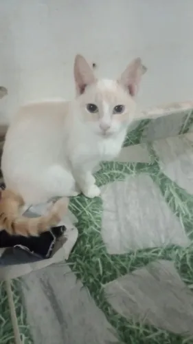 Doa-se gato macho 4 meses