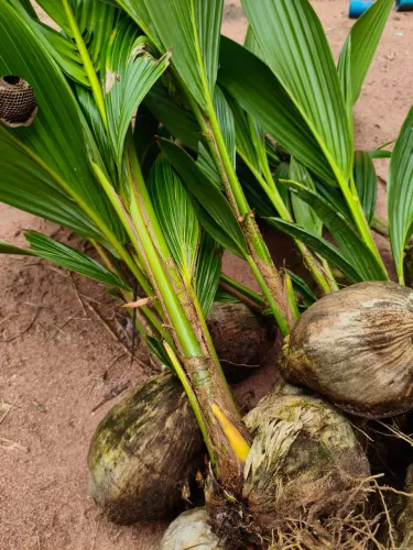 Mudas de coqueiro anão