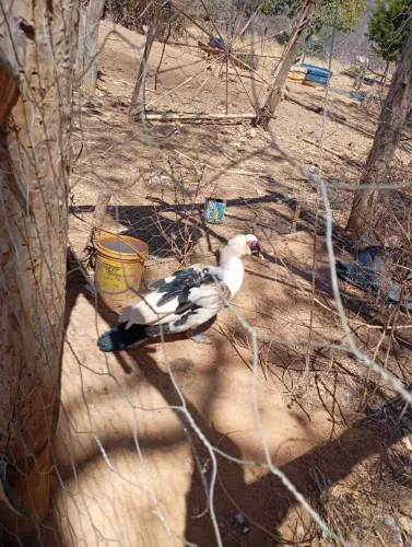 Vendo patos e patas