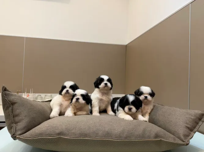 Filhotes de shih tzu