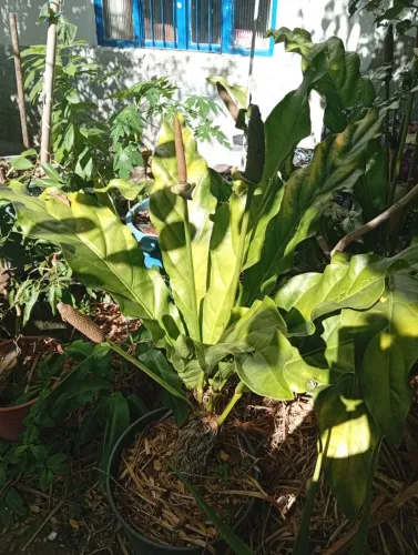 Muda de Milho de Urubu (Anthurium Affine)