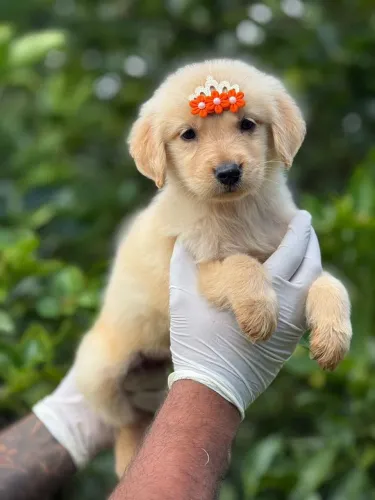 Golden Retriever ? Gostou desse? Me chama aqui