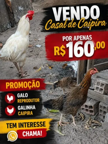 CASAL CAIPIRA 