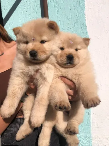 Filhote de Chow chow