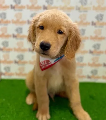 Golden Retriever Macho