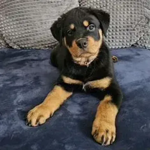 Rottweiler,Rottweiler Filhote com Forte Padrão da Raça e Ótimo Temperamento