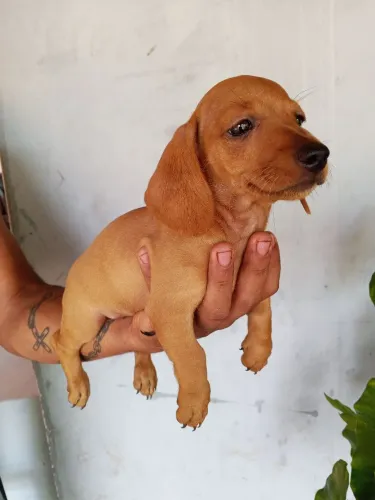 Filhote dachshund " salsicha "