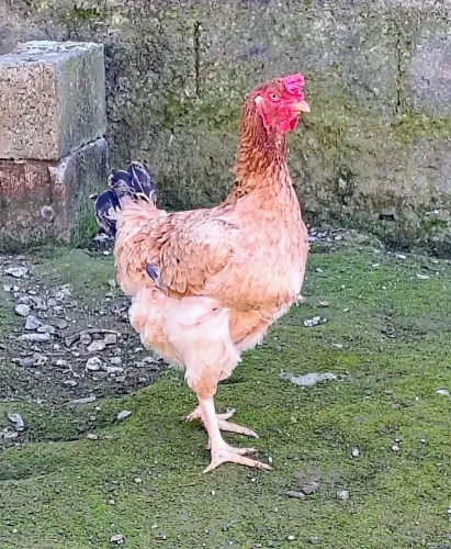 2 galinha grande caipira