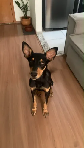 Doação cachorrinha