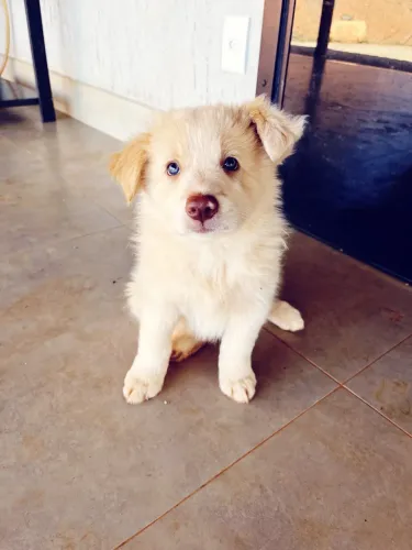 Filhote Border Collie Macho