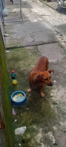 Cadela para adoção responsável 