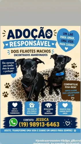Doa filhotes machos 5 meses