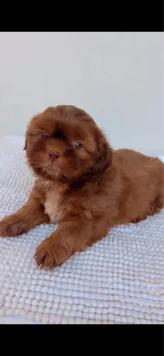 Filhotes shihtzu 