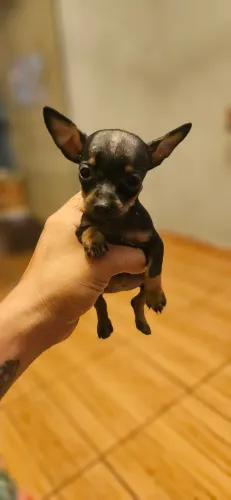 Pinscher fêmea 0