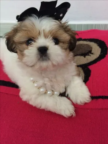 Cachorro filhote shih tzu/shitzu brincalhão saudável contrato e saúde