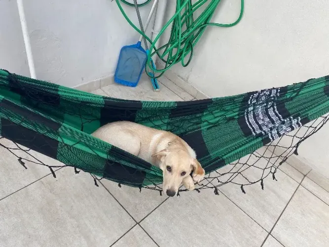 Doa-se 2 cachorras