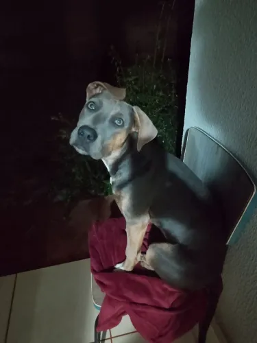 Doação fêmea filhote