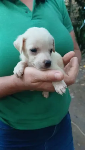 Filhote de cachorro para adoção 