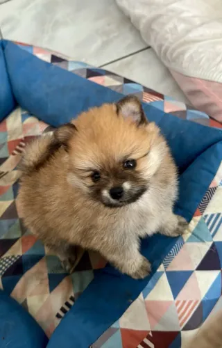 Vende-se filhote de Lulu da Pomerânia! Fêmea 