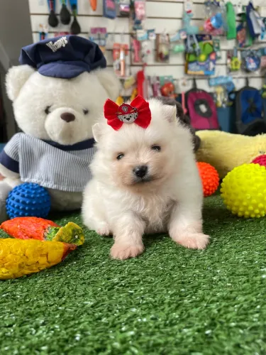 Spitz alemão macho disponível $2.500,00