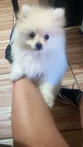 Lulu da POMERÂNIA