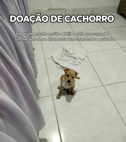 Doação de cachorro,não posso ficar com ele.