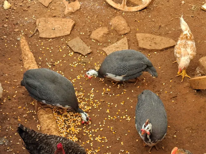 VENDO galinhas da angola machos