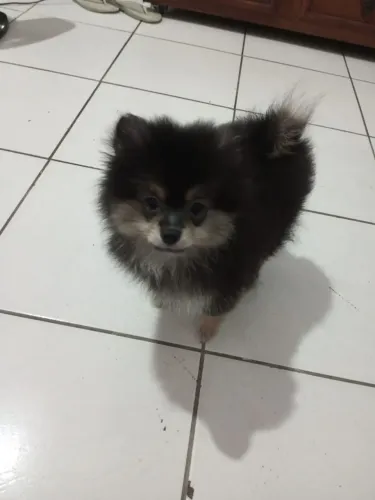 Lulu palmerania fêmea