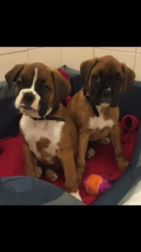 Filhotes De Boxer - A Felicidade Agora Tem Patinhas Fofinhas