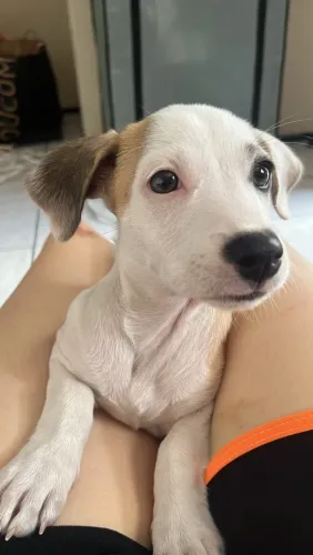 Adoção responsável filhote
