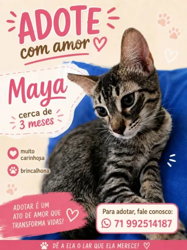 Gatinha pra adoção 