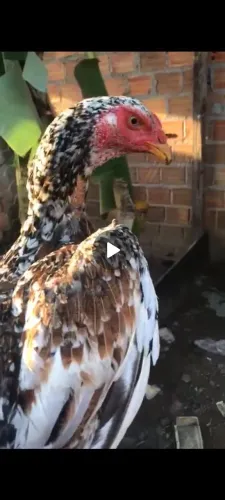 Galo e galinha de raca