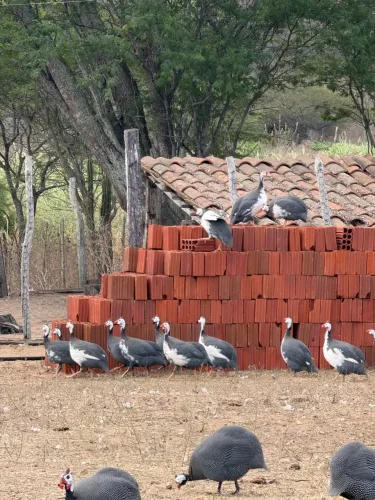 GUINÉS