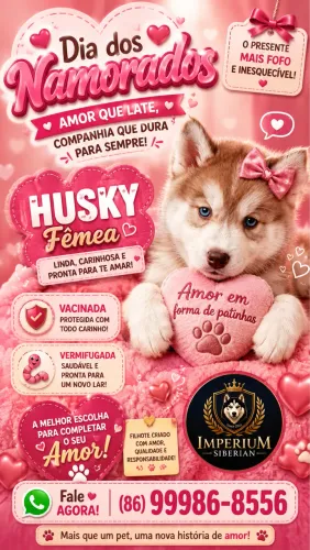 HUSKY SIBERIANO FÊMEA 