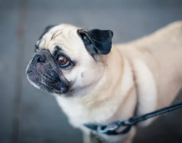 Filhote de Pug com 78 dias - Contrato de compra e garantias- Dani