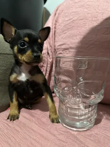 Filhote Pinscher macho