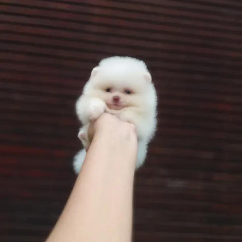 Os Ursinhos mais lindos Brasil Lulu da Pomerânia 