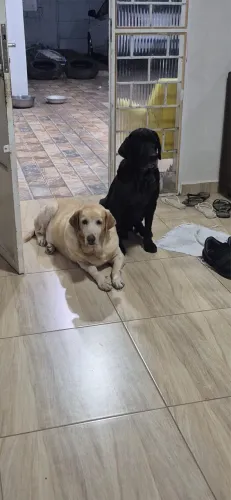 ADOÇÃO RESPONSÁVEL 