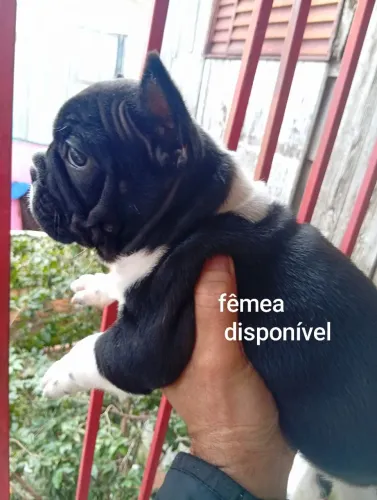 Filhote de buldogue francês 