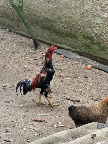 Galo índio caboclo