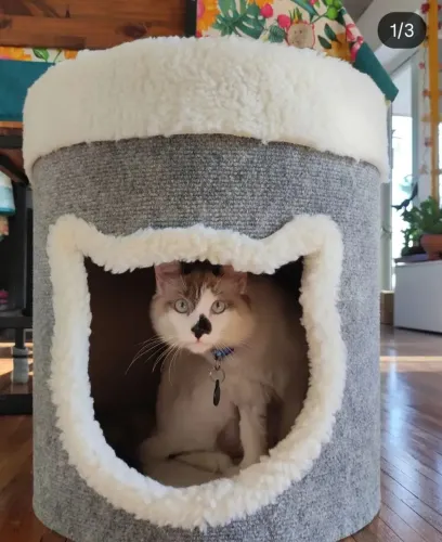 Toca caminha gato