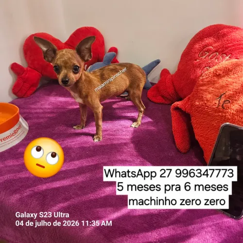 Pinscher zero zero machinho exótico