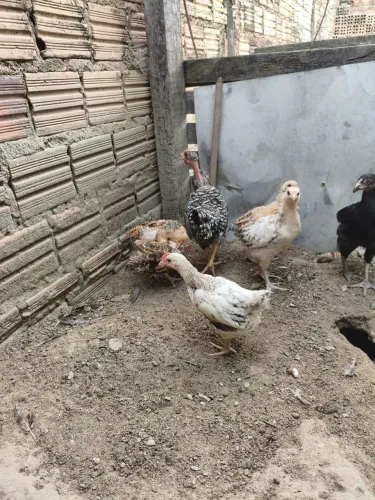 Pintinhos caipira