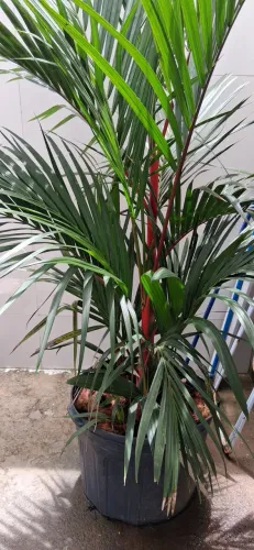 Palmeira Laca Vermelha- Muda com 1,5 metros! 10 x sem juros no crédito!