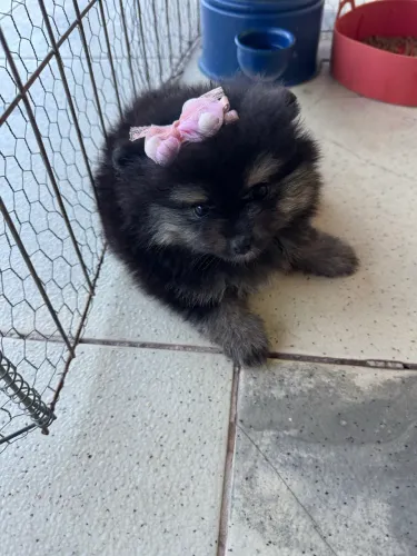 Filhotes de Spitz alemão