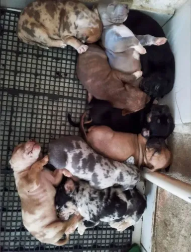 Filhotes de Pitmonster puro sangue com pedigree 