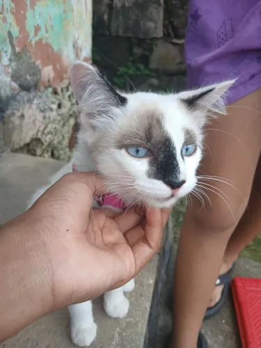 Gato 
