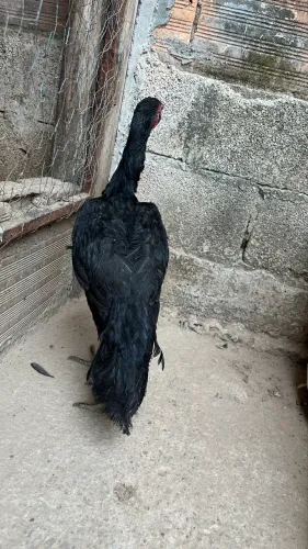 Franga Índia bico curto?