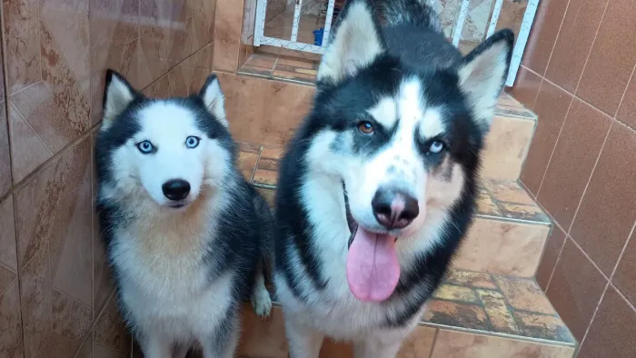 Husky