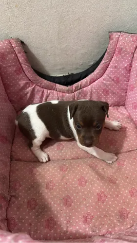 FOX paulistinha com pedigree CBKC - filhote Terrier brasileiro puro